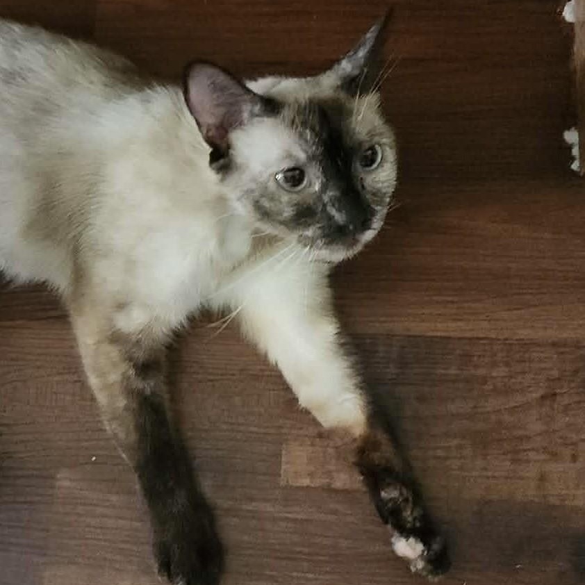 Enlarge Oreo, a Adoptable Siamese in Eureka, CA image 4/6