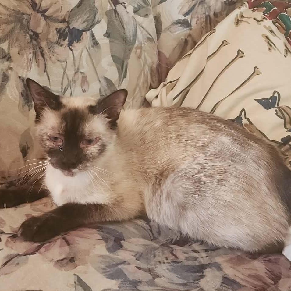 Enlarge Oreo, a Adoptable Siamese in Eureka, CA image 2/6