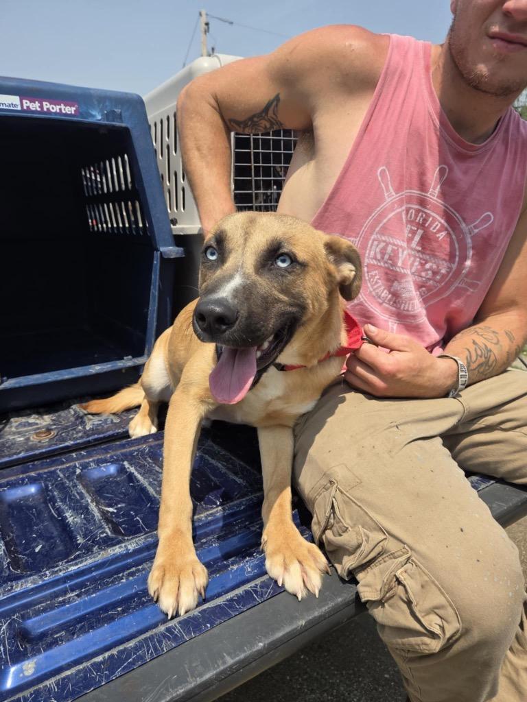 Benji, Adoptable, Young Male Shepherd.
