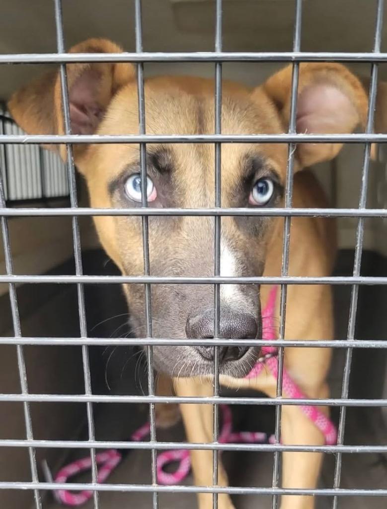 Enlarge Benji, a Adoptable mixed breed in Olney, IL image 2/2