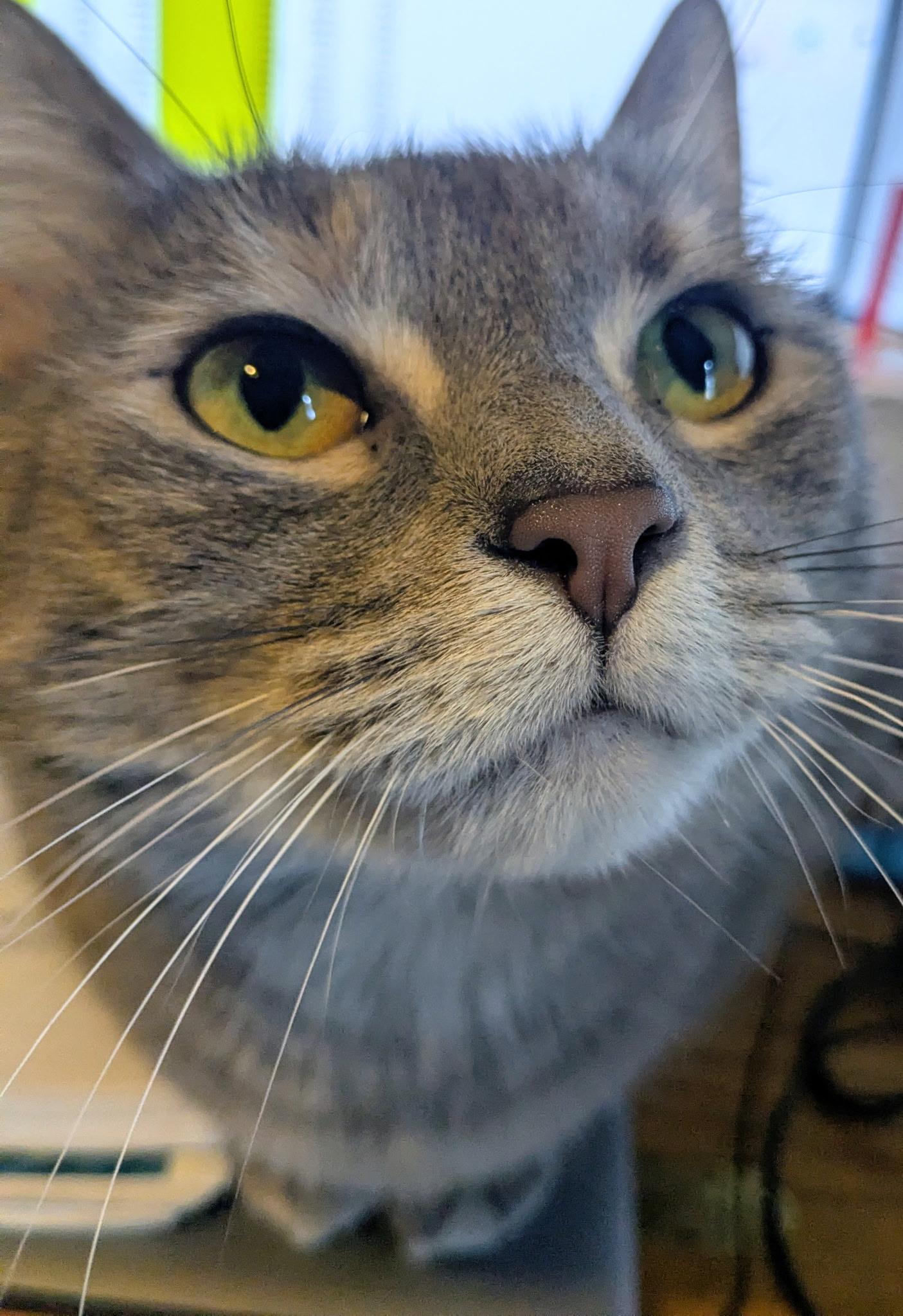 Mia, Adoptable, Adult Female Domestic Short Hair.