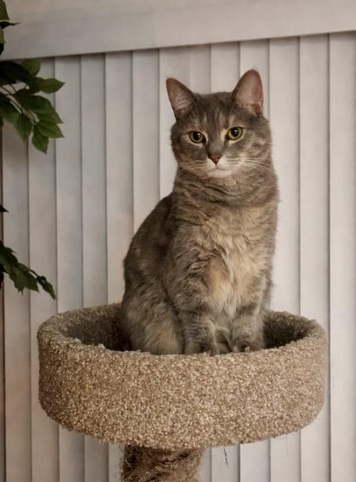 Mia, a Adoptable Domestic Short Hair in Easley, SC image 4/4