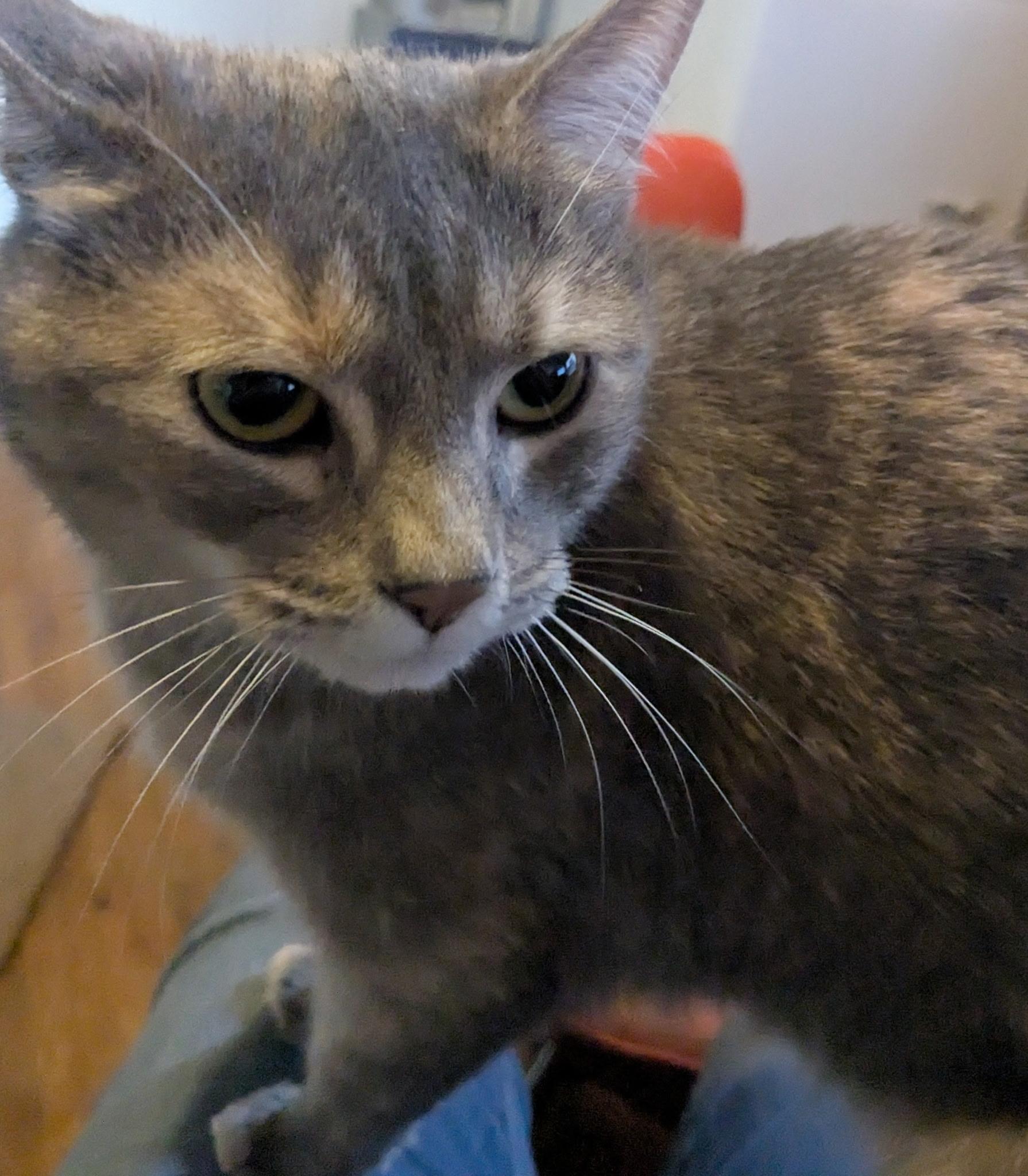 Mia, a Adoptable Domestic Short Hair in Easley, SC image 2/4