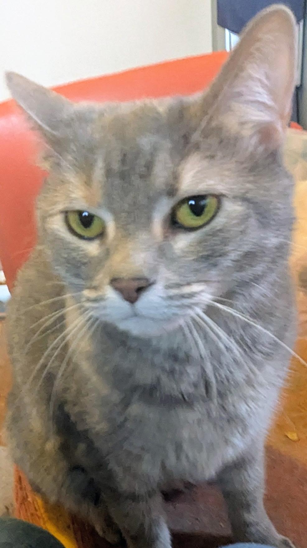 Mia, a Adoptable Domestic Short Hair in Easley, SC image 3/4