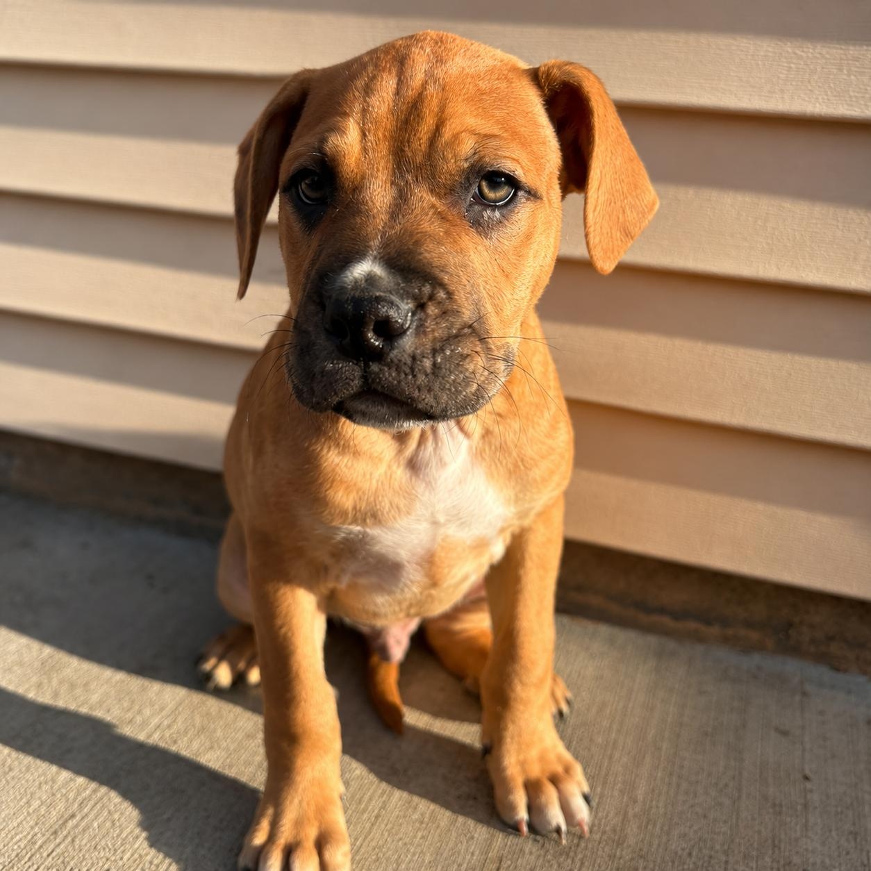 Blueberry, Adoptable, Puppy Male Boxer.