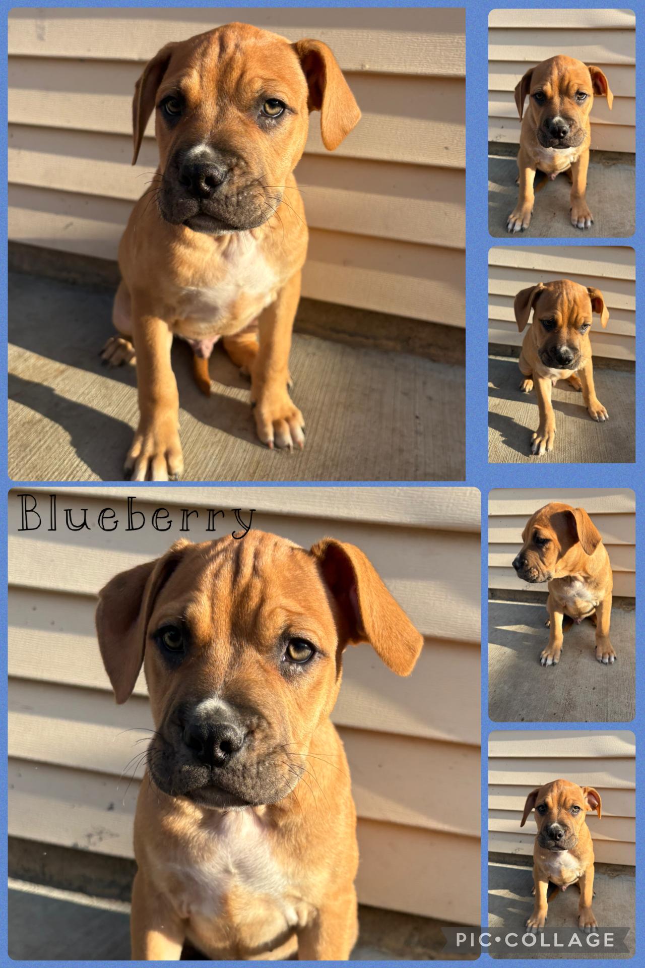 Blueberry, a Adoptable mixed breed in Crest Hill, IL image 2/2