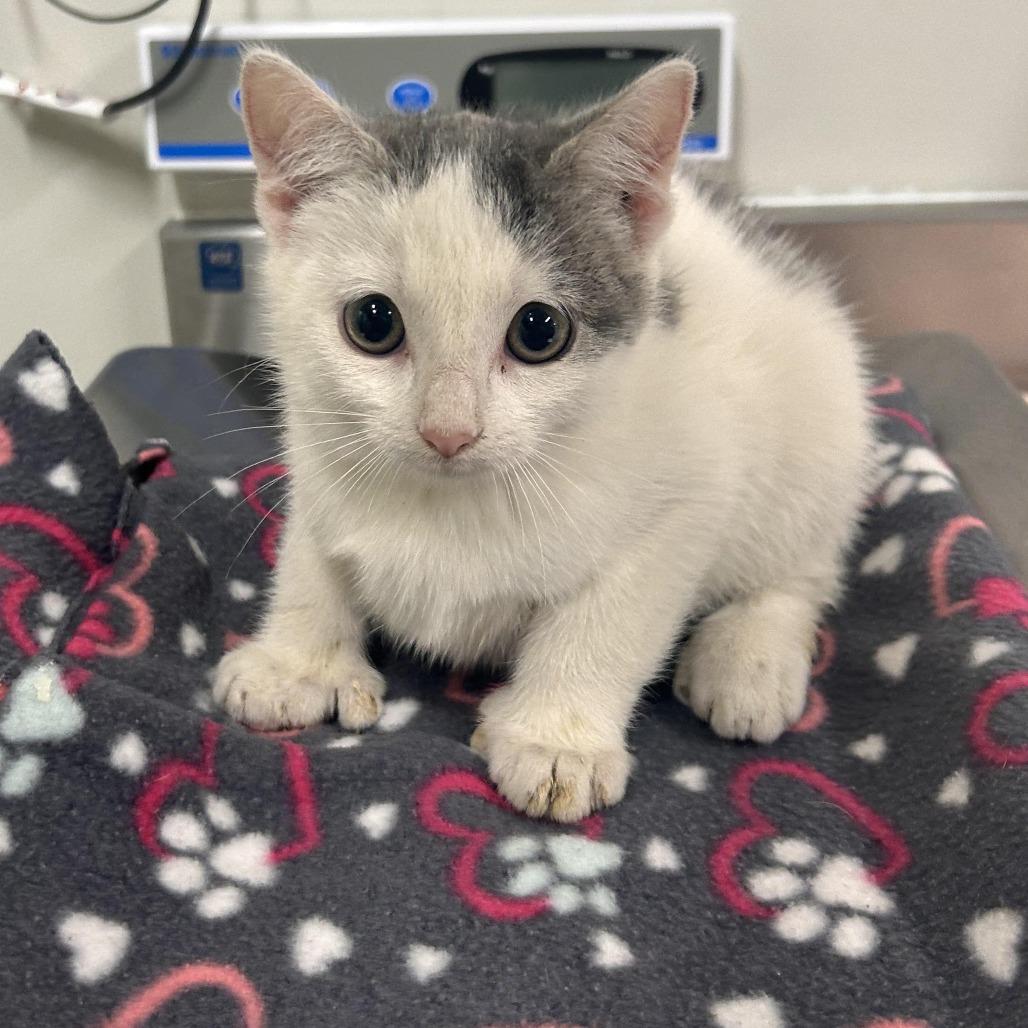 Enlarge Gina, a Adoptable Domestic Short Hair in Saint Cloud, MN image 1/1