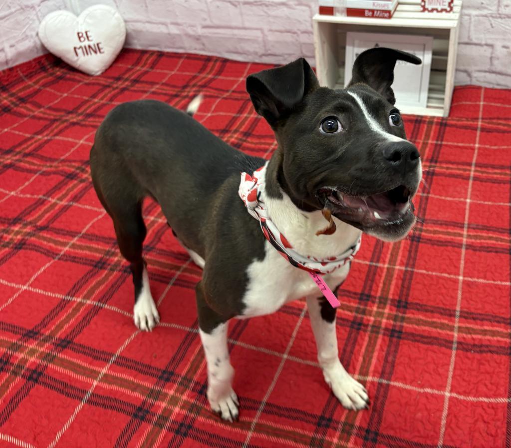 Enlarge Koko, a Adoptable mixed breed in Detroit, MI image 1/6