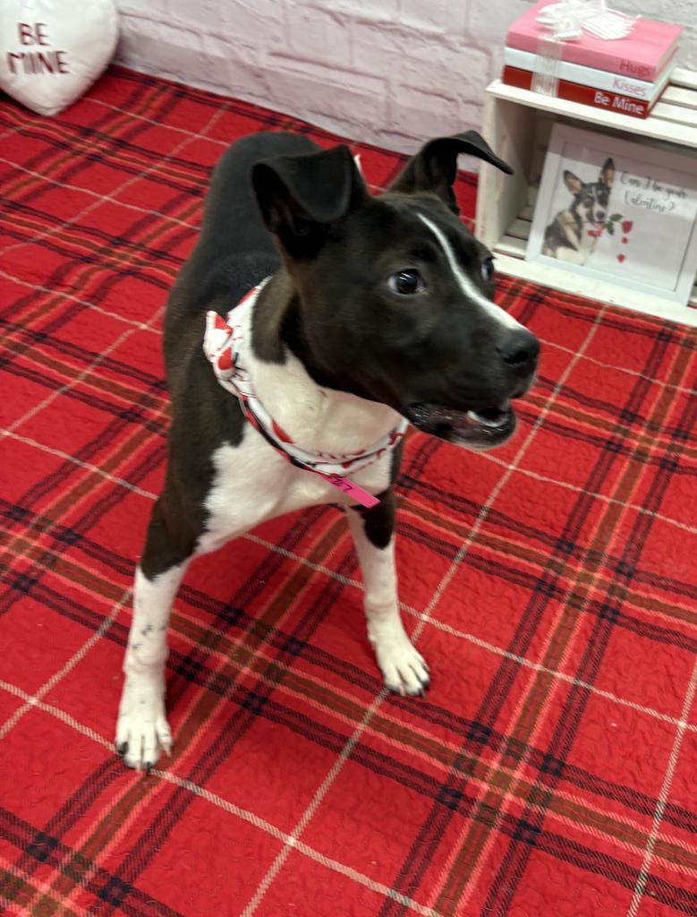 Enlarge Koko, a Adoptable mixed breed in Detroit, MI image 2/6