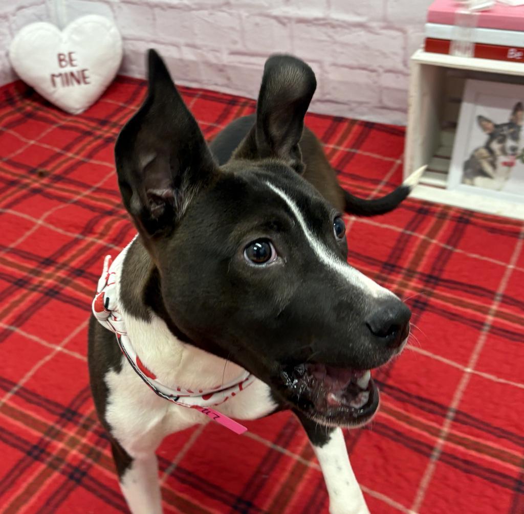 Enlarge Koko, a Adoptable mixed breed in Detroit, MI image 3/6