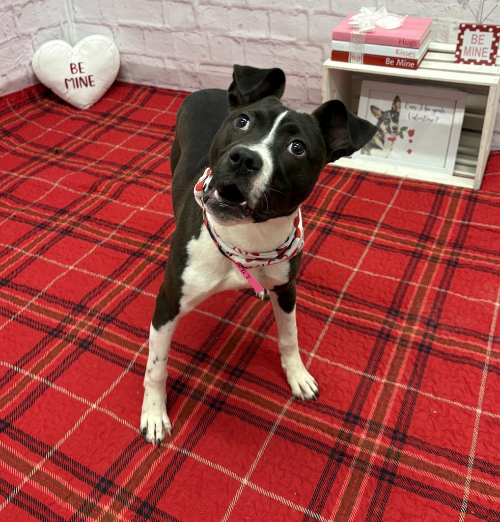 Enlarge Koko, a Adoptable mixed breed in Detroit, MI image 4/6