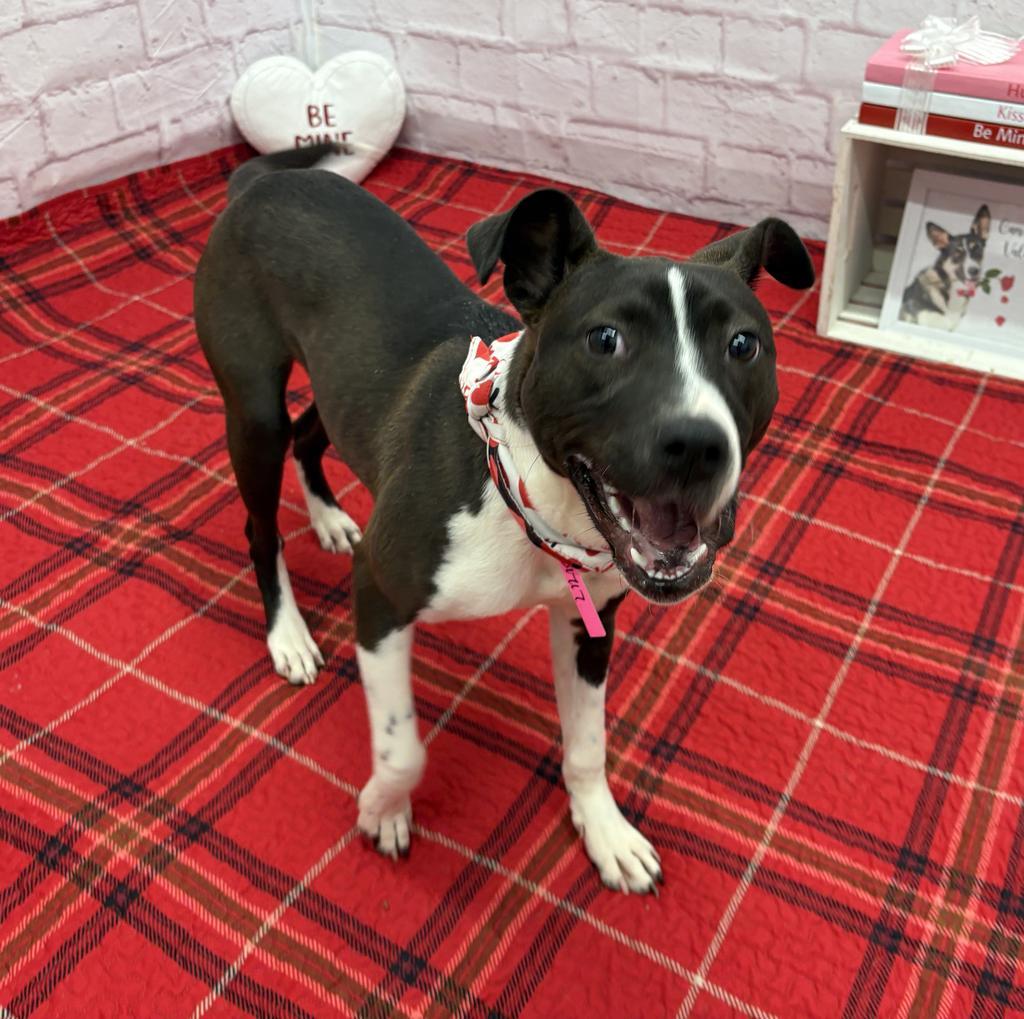 Enlarge Koko, a Adoptable mixed breed in Detroit, MI image 5/6