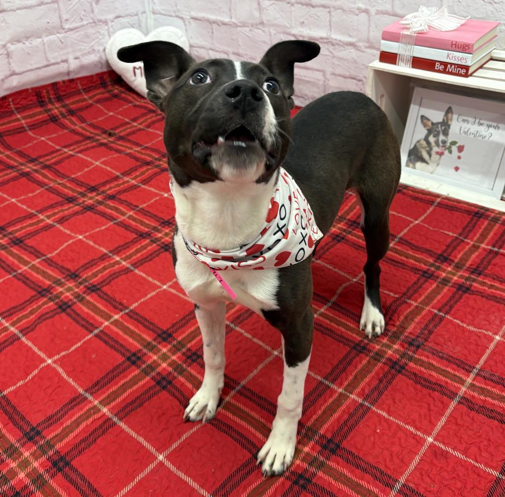 Enlarge Koko, a Adoptable mixed breed in Detroit, MI image 6/6