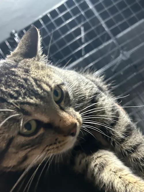 Lenny, Adoptable, Adult Male Domestic Short Hair.