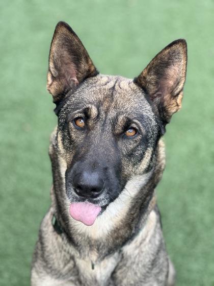 Enlarge Starr, a ADOPTABLE mixed breed in Sacramento, CA image 3/4