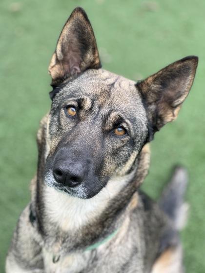 Enlarge Starr, a ADOPTABLE mixed breed in Sacramento, CA image 4/4