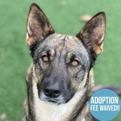 Enlarge Starr, a ADOPTABLE mixed breed in Sacramento, CA image 1/4