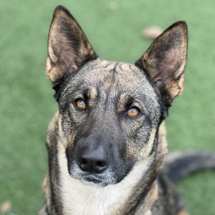 Enlarge Starr, a ADOPTABLE mixed breed in Sacramento, CA image 2/4