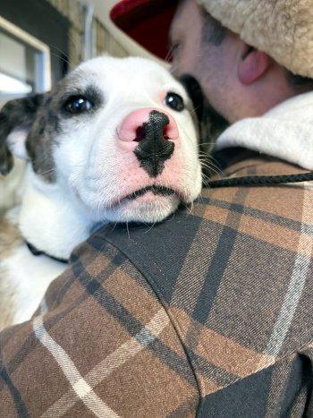 Enlarge Travis, a ADOPTABLE mixed breed in Bedford Hills, NY image 2/2