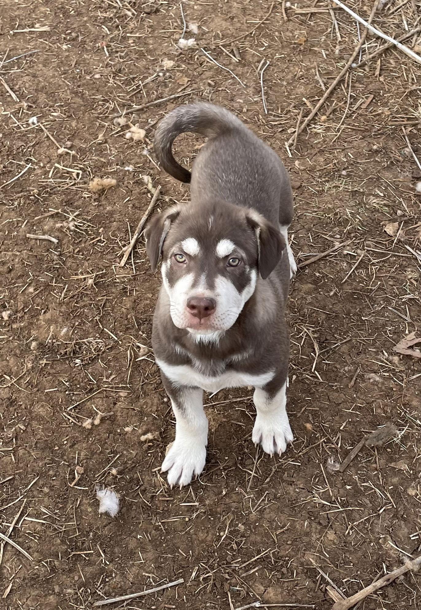 Puptart, Adopted, Puppy Male Husky & Labrador Retriever.