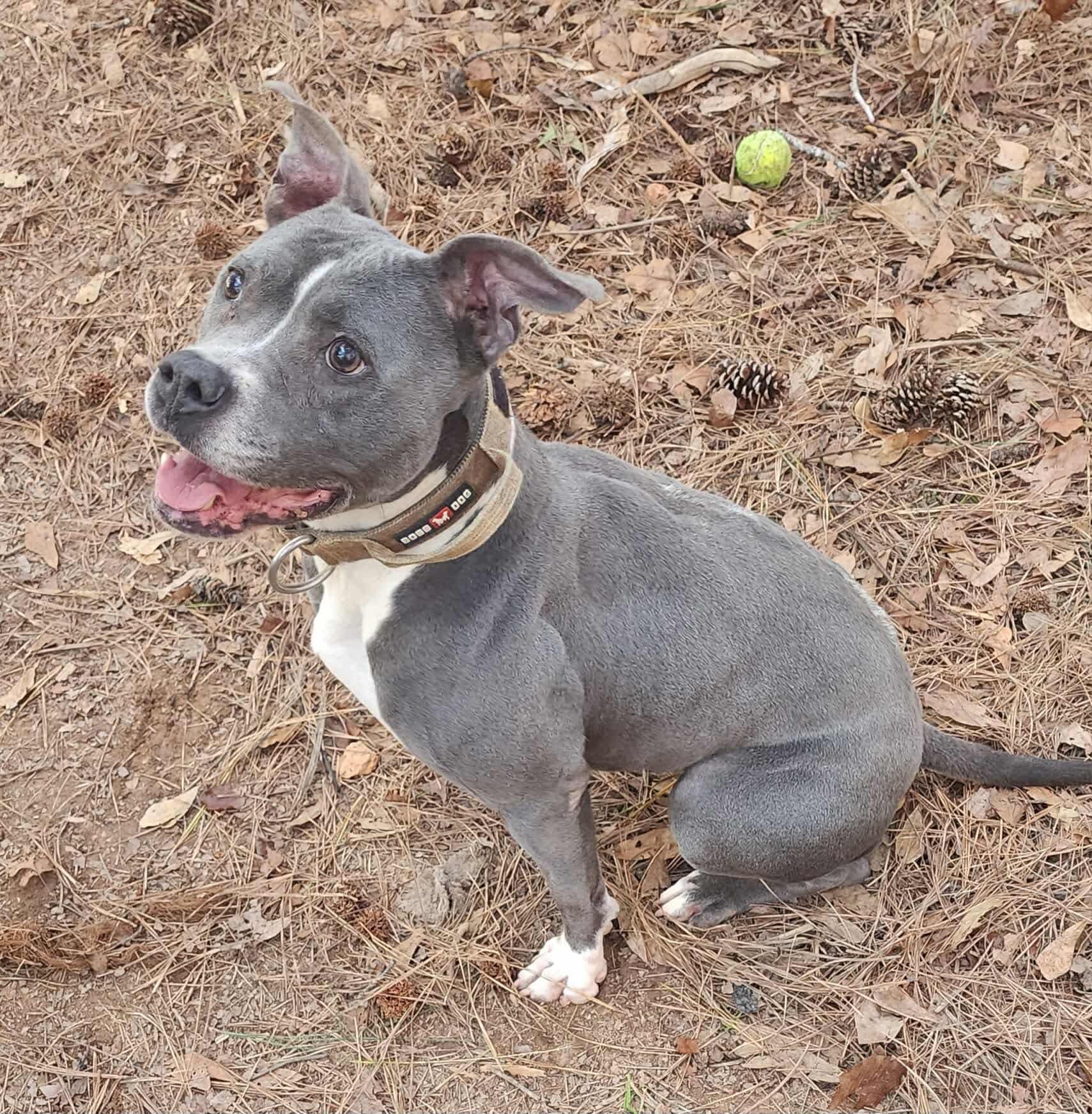 Enlarge Jelly Bean, a ADOPTABLE Pit Bull Terrier in Powell, TN image 3/6