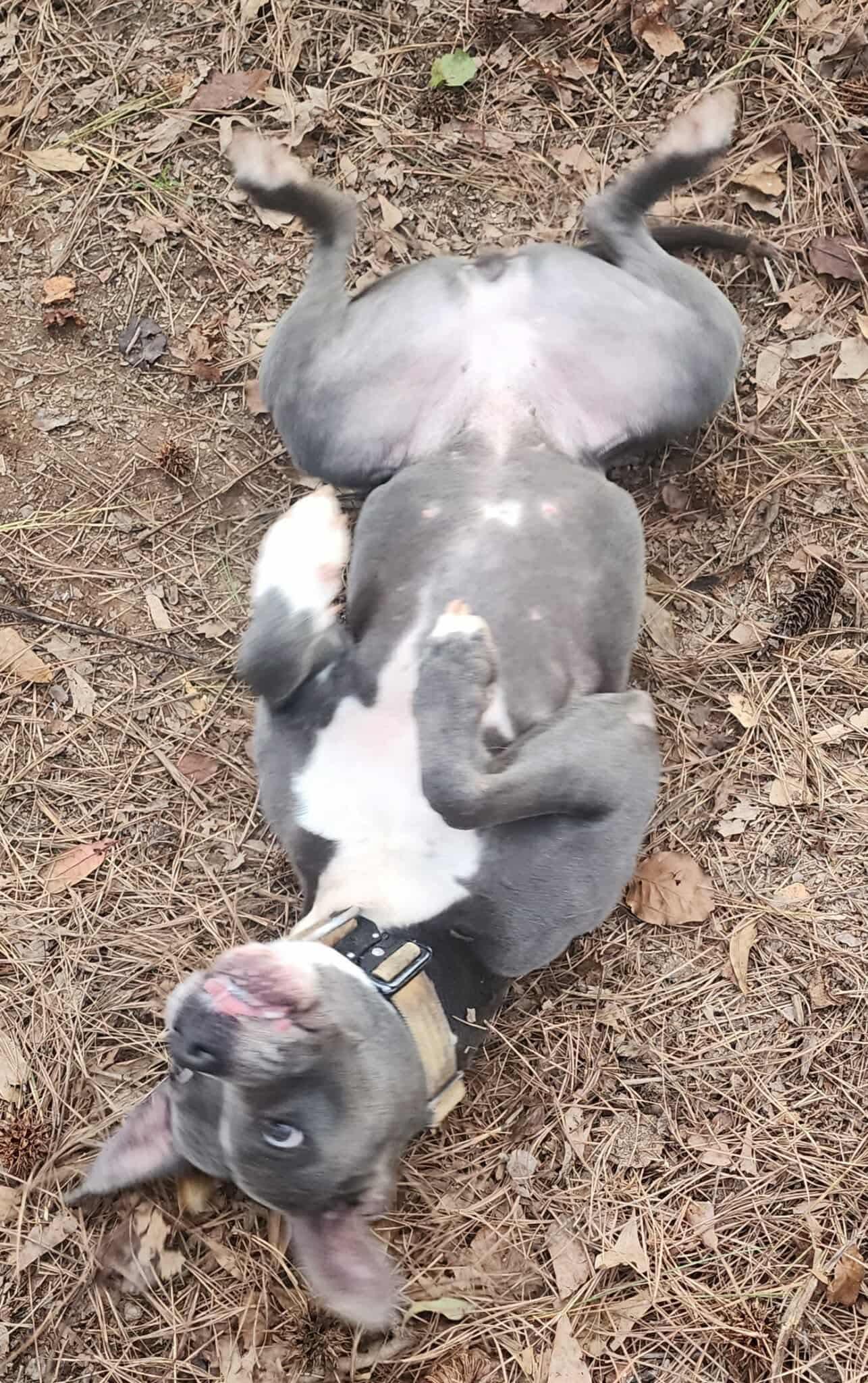 Enlarge Jelly Bean, a ADOPTABLE Pit Bull Terrier in Powell, TN image 2/6