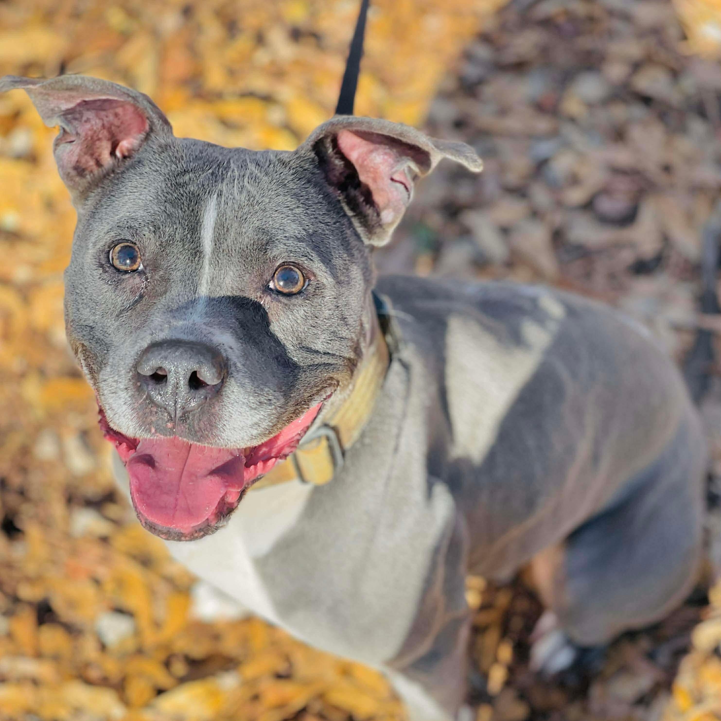 Enlarge Jelly Bean, a ADOPTABLE Pit Bull Terrier in Powell, TN image 1/6