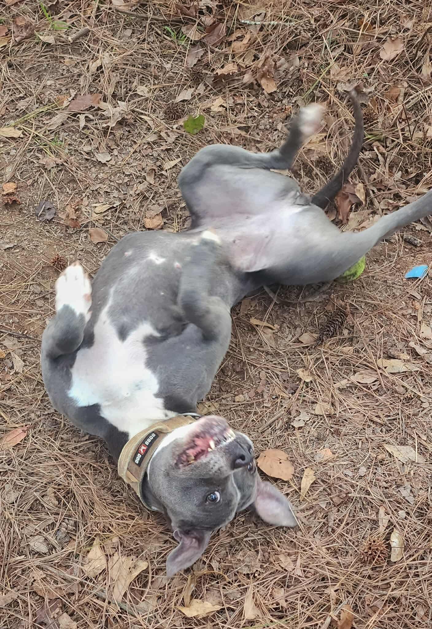 Enlarge Jelly Bean, a ADOPTABLE Pit Bull Terrier in Powell, TN image 5/6