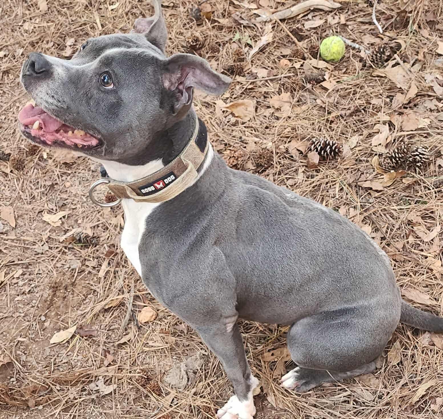 Enlarge Jelly Bean, a ADOPTABLE Pit Bull Terrier in Powell, TN image 4/6