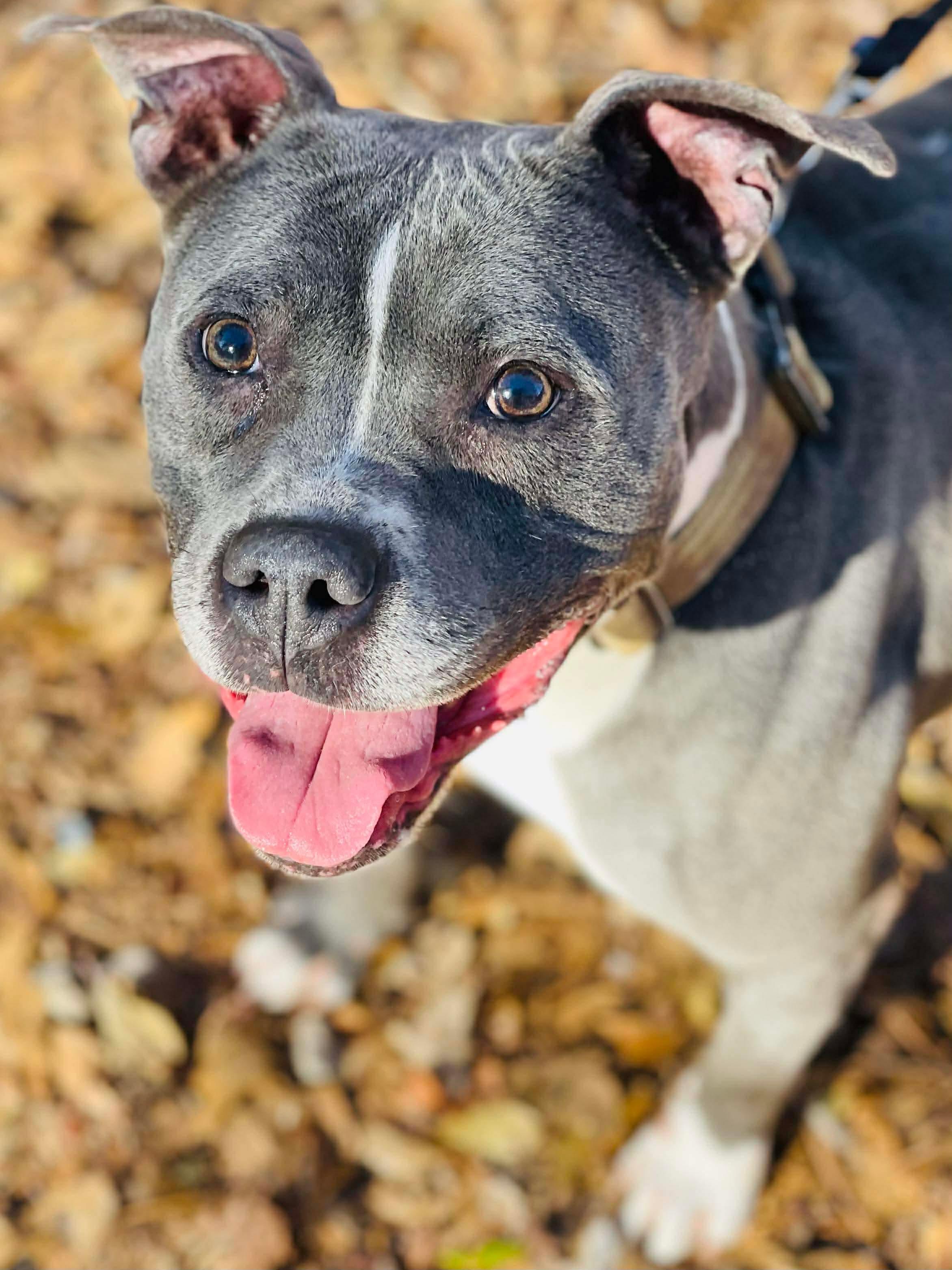 Enlarge Jelly Bean, a ADOPTABLE Pit Bull Terrier in Powell, TN image 6/6