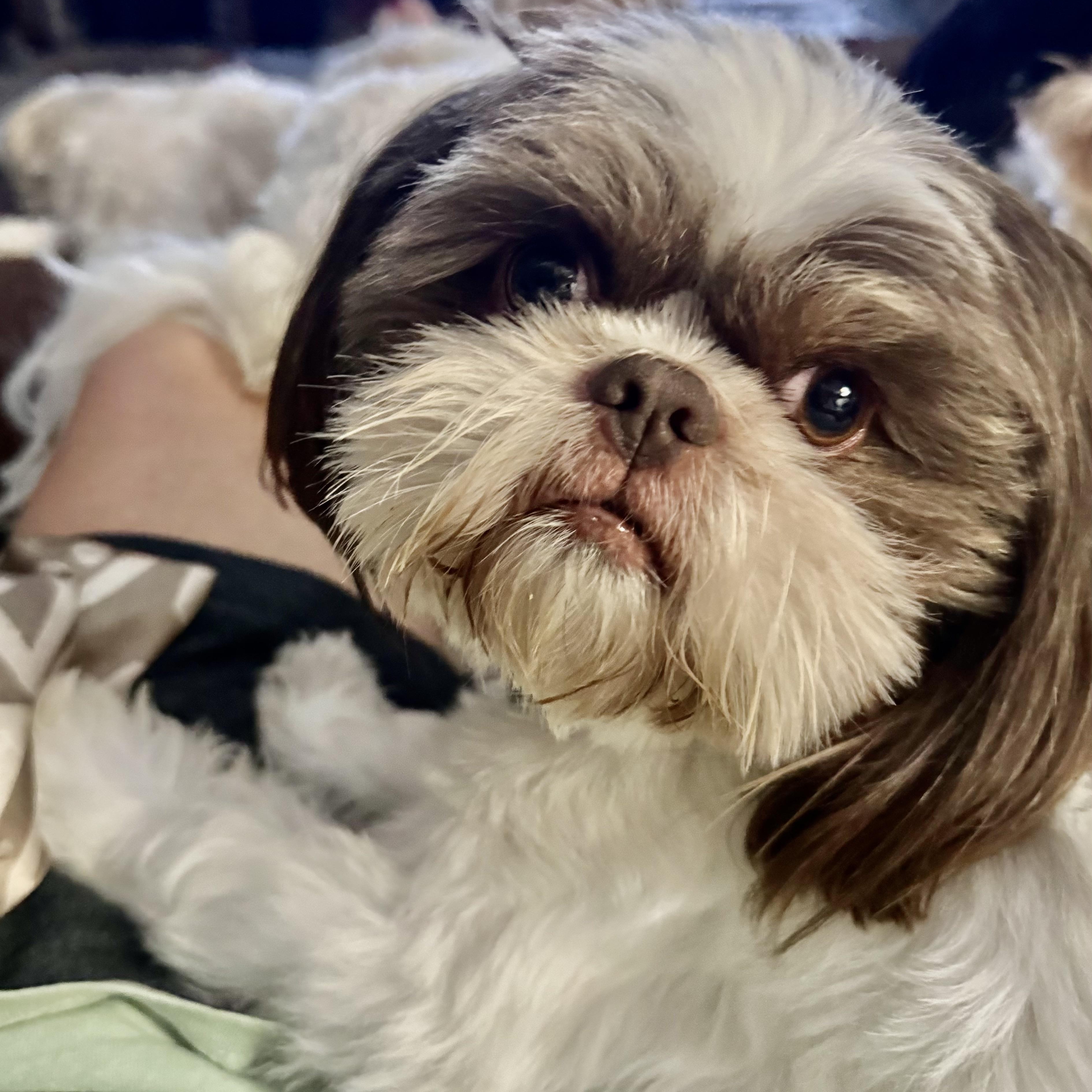 Bailey and Rocket, adopted, Young Male Shih Tzu.