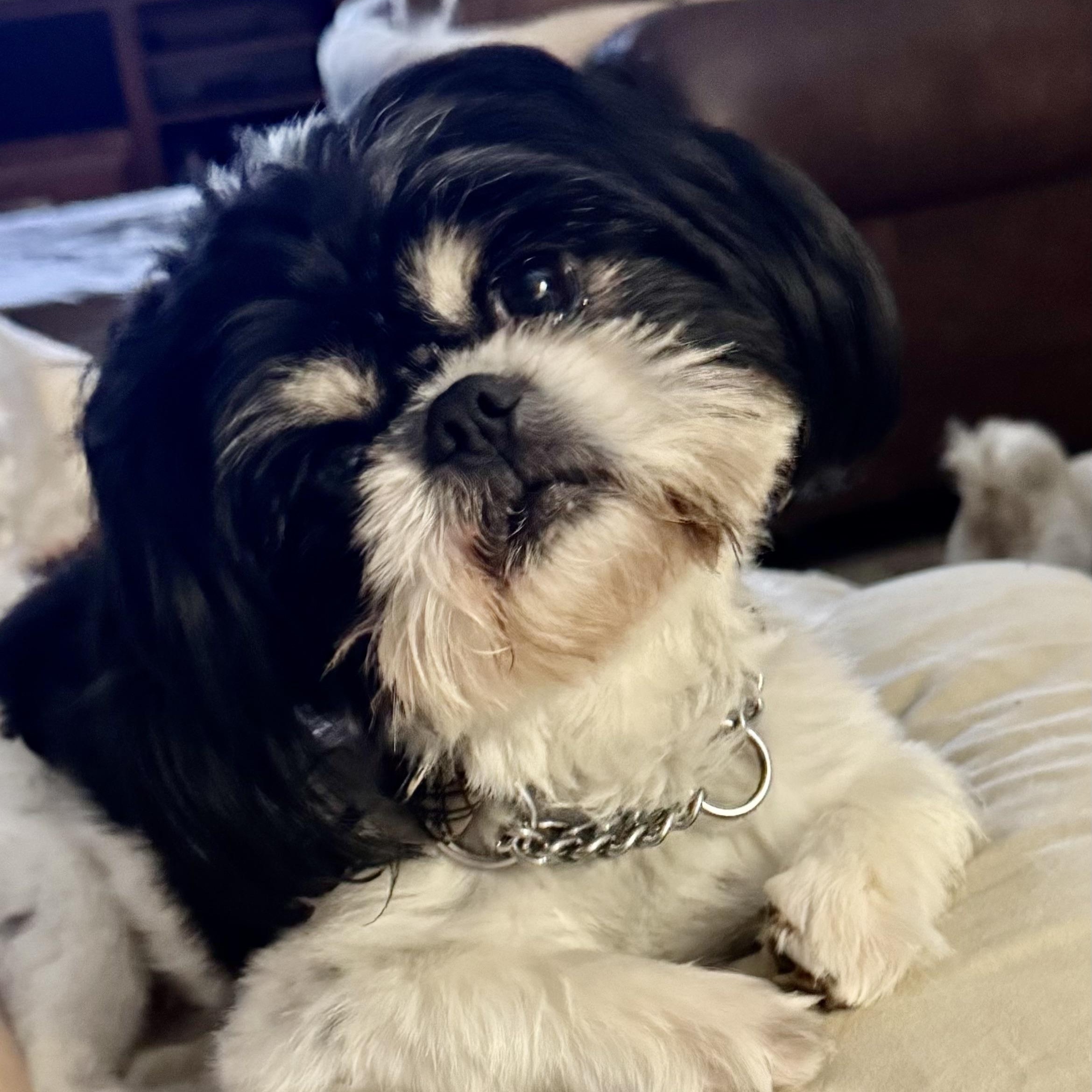 Enlarge Bailey and Rocket, an adopted Shih Tzu in Plano, TX image 2/2