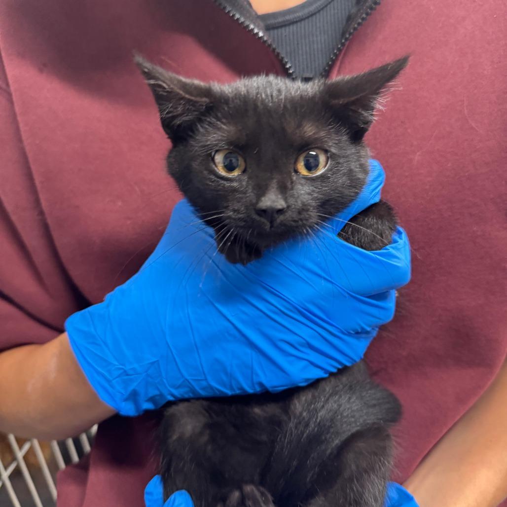 Enlarge Nichola ARC2025-323, a Adoptable Domestic Short Hair in Akron, NY image 1/3