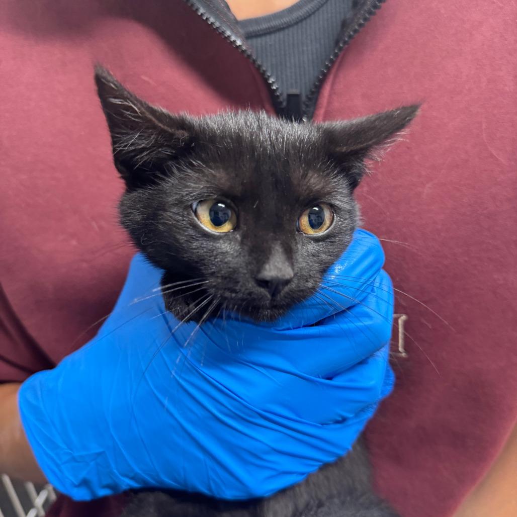 Enlarge Nichola ARC2025-323, a Adoptable Domestic Short Hair in Akron, NY image 3/3