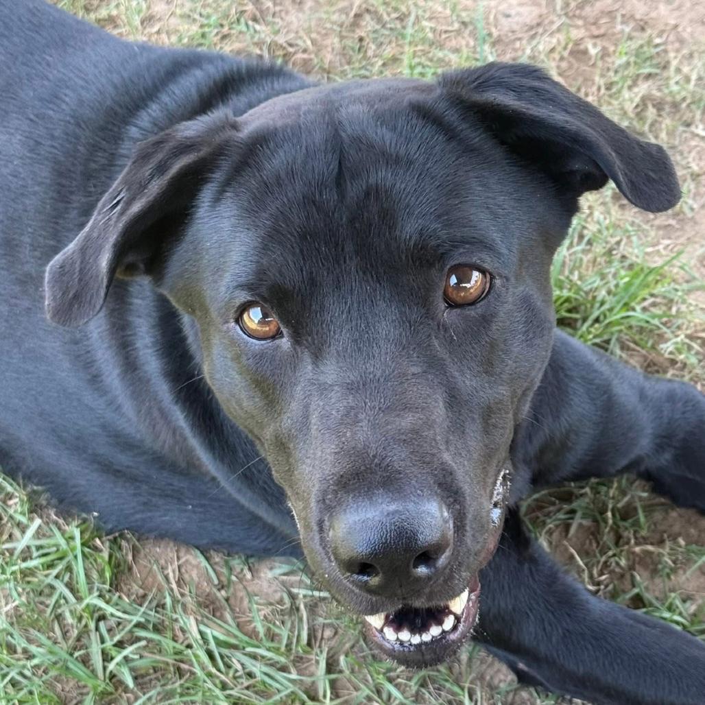 Enlarge Brock, a Adoptable mixed breed in Marshall, TX image 1/6