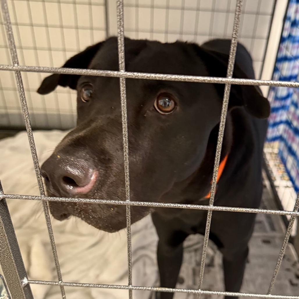 Enlarge Brock, a Adoptable mixed breed in Marshall, TX image 2/6