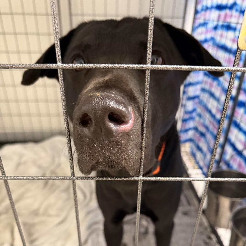 Enlarge Brock, a Adoptable mixed breed in Marshall, TX image 3/6