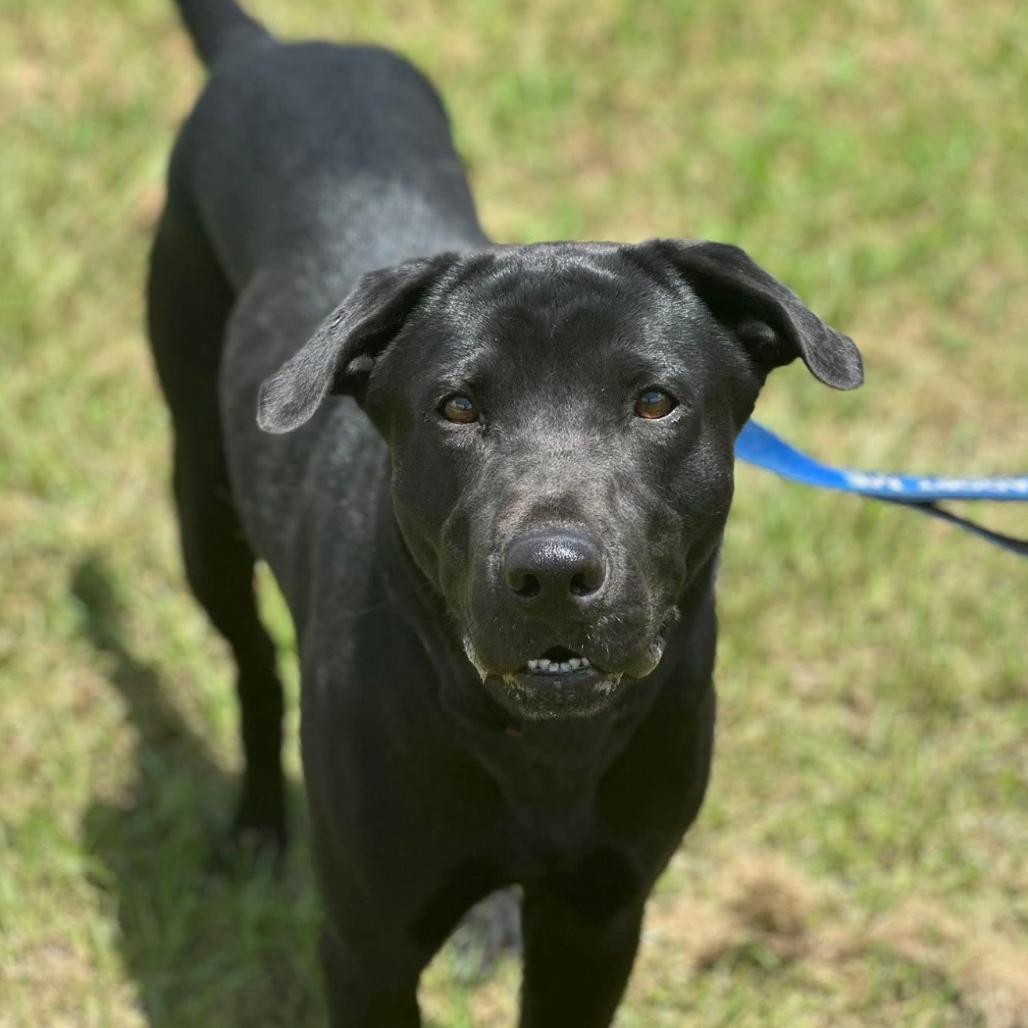 Enlarge Brock, a Adoptable mixed breed in Marshall, TX image 5/6
