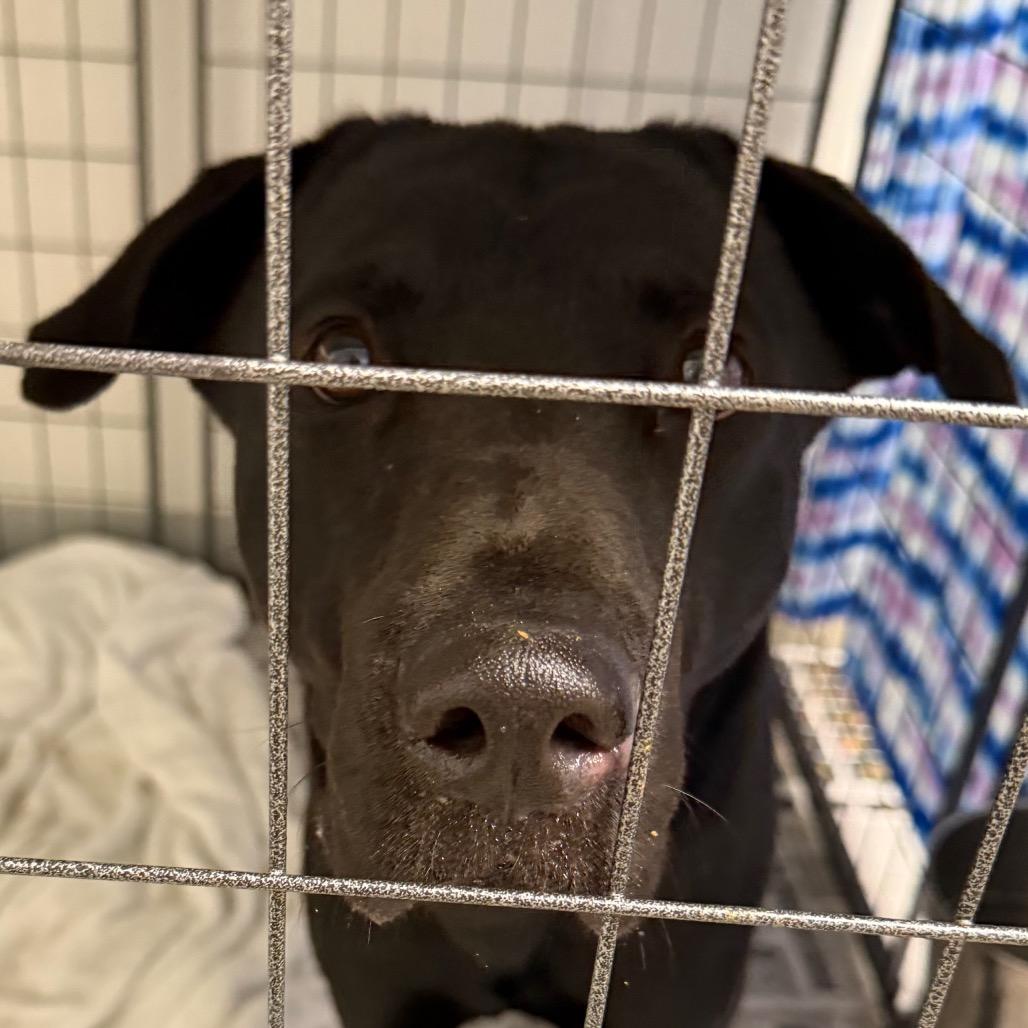 Enlarge Brock, a Adoptable mixed breed in Marshall, TX image 6/6