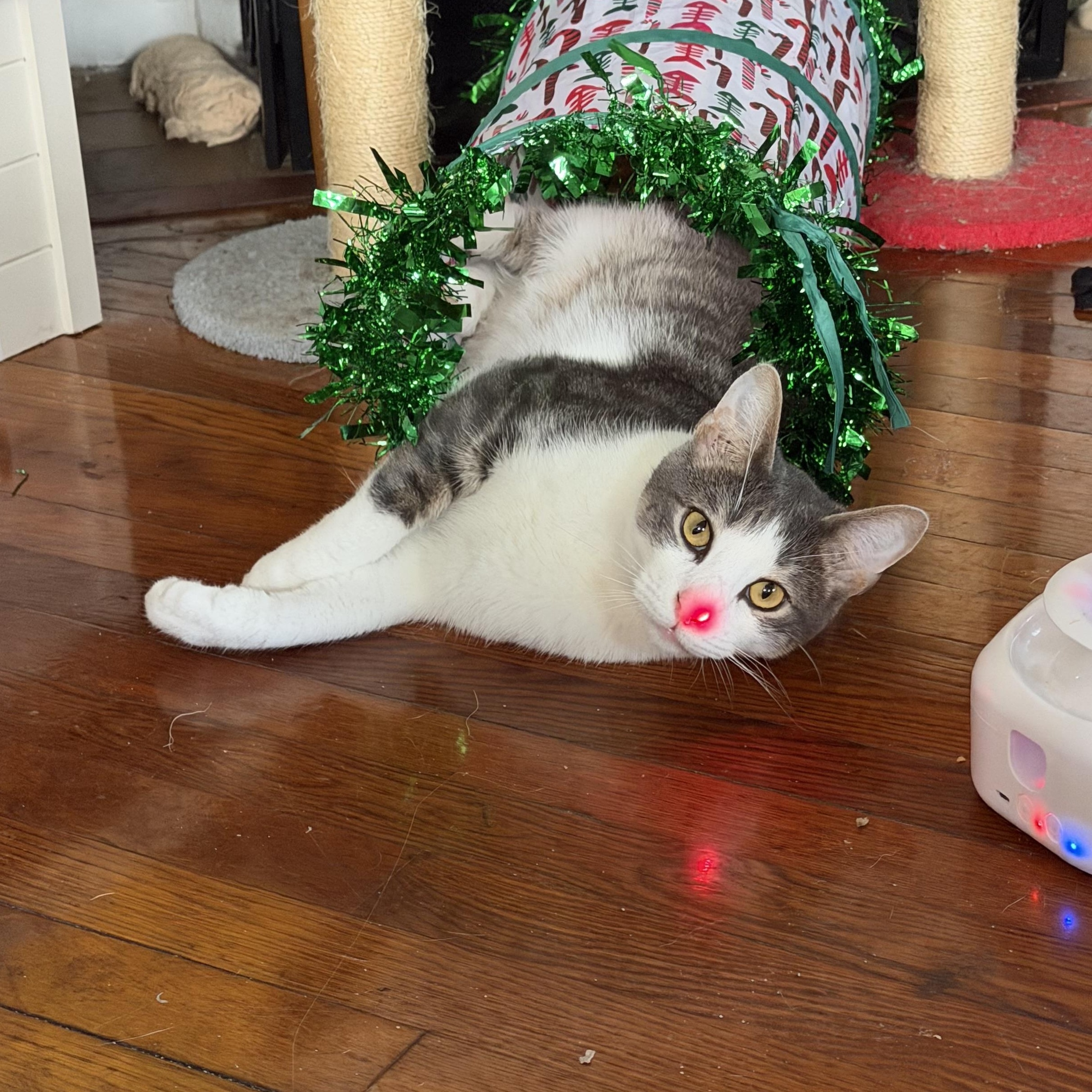 Enlarge Halo, an adopted Domestic Short Hair in Jacksonville, FL image 1/1