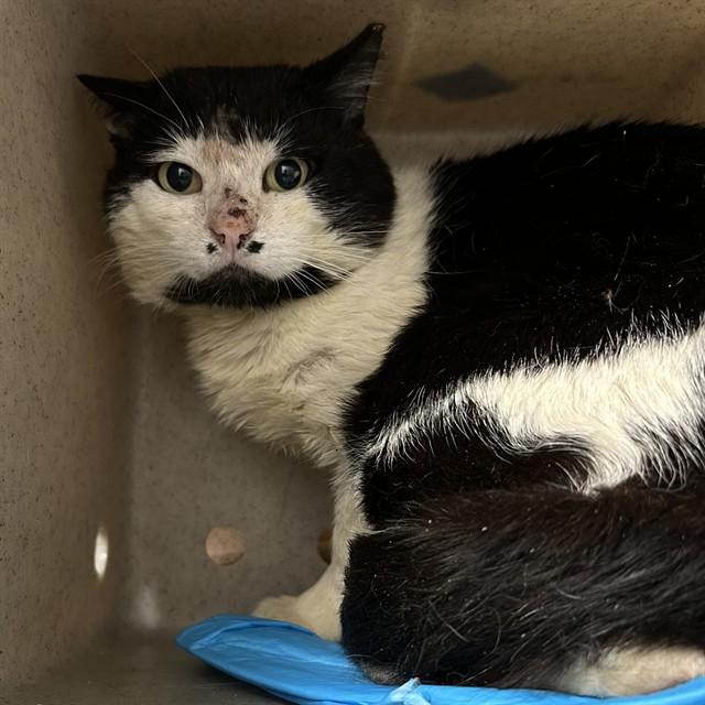 Enlarge HOPPER, a Adoptable Domestic Short Hair in Lincolnton, NC image 1/1