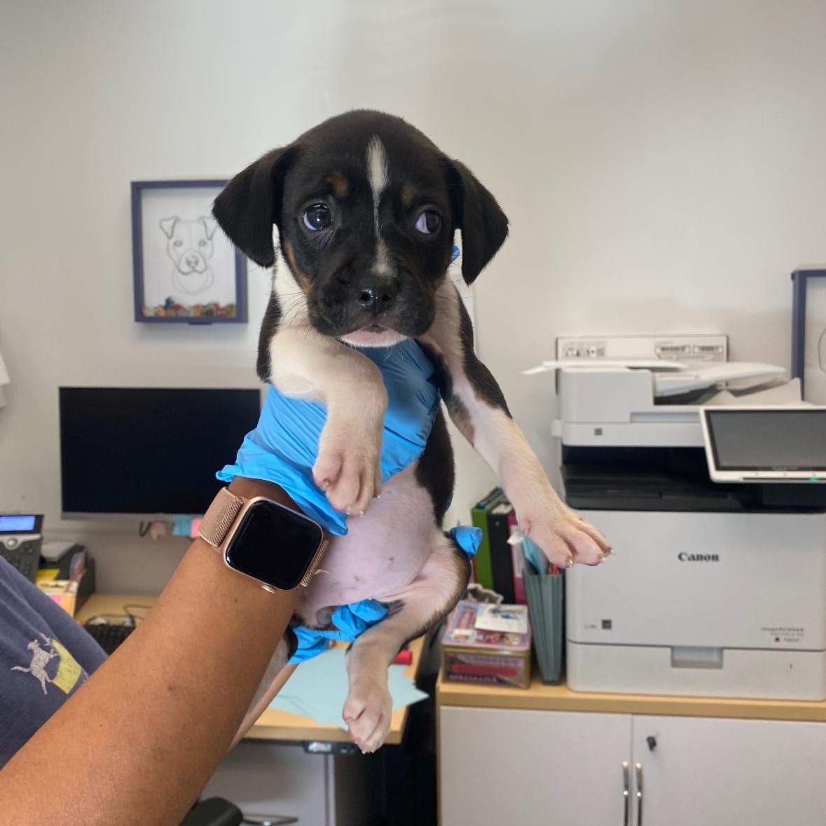 Enlarge Frankie , an adopted mixed breed in Hayward, CA image 1/4