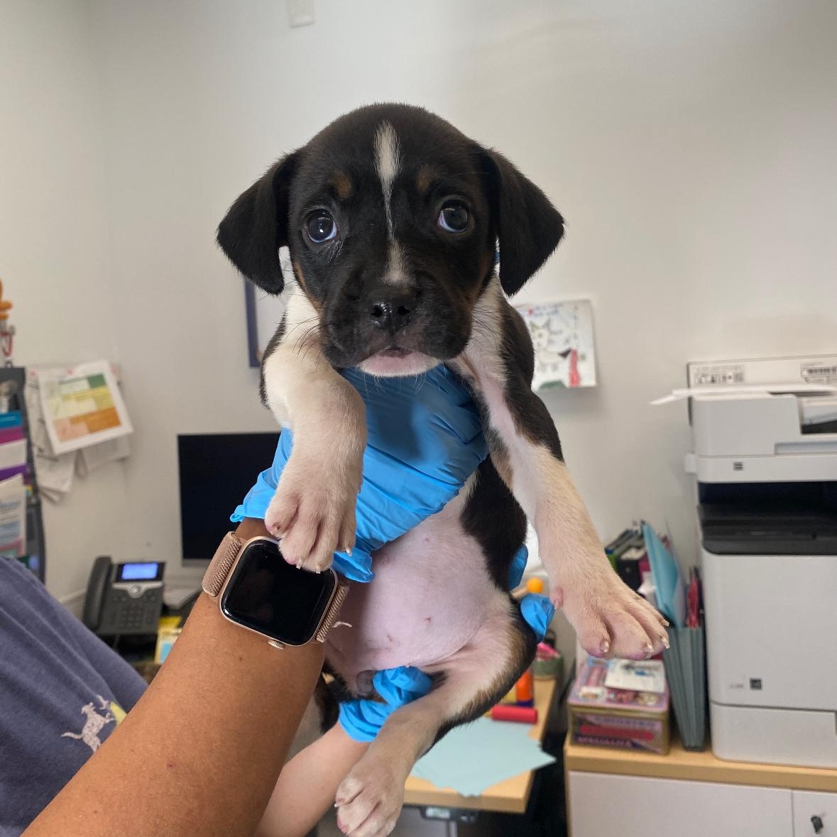 Enlarge Frankie , an adopted mixed breed in Hayward, CA image 4/4