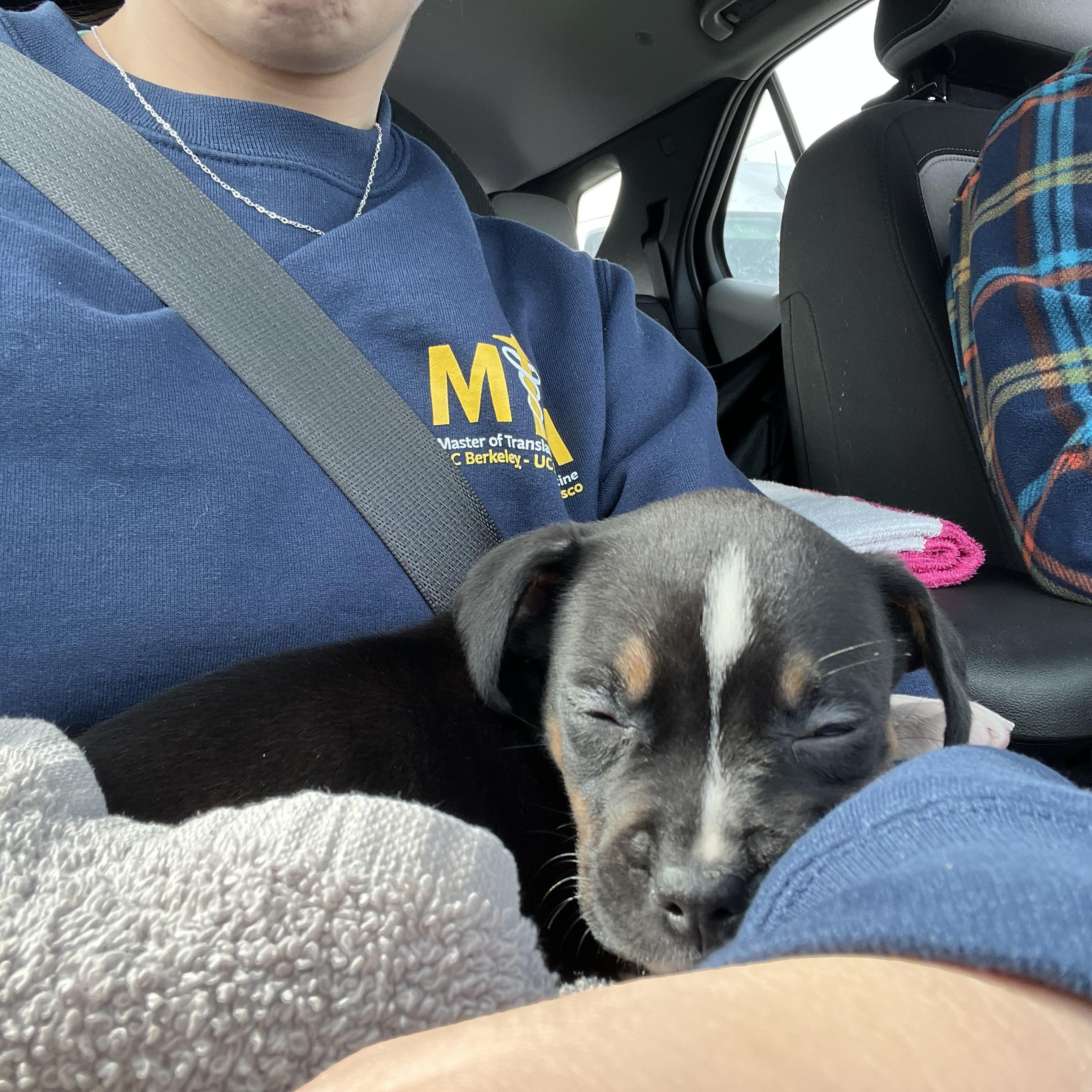 Frankie — thumbnail 3