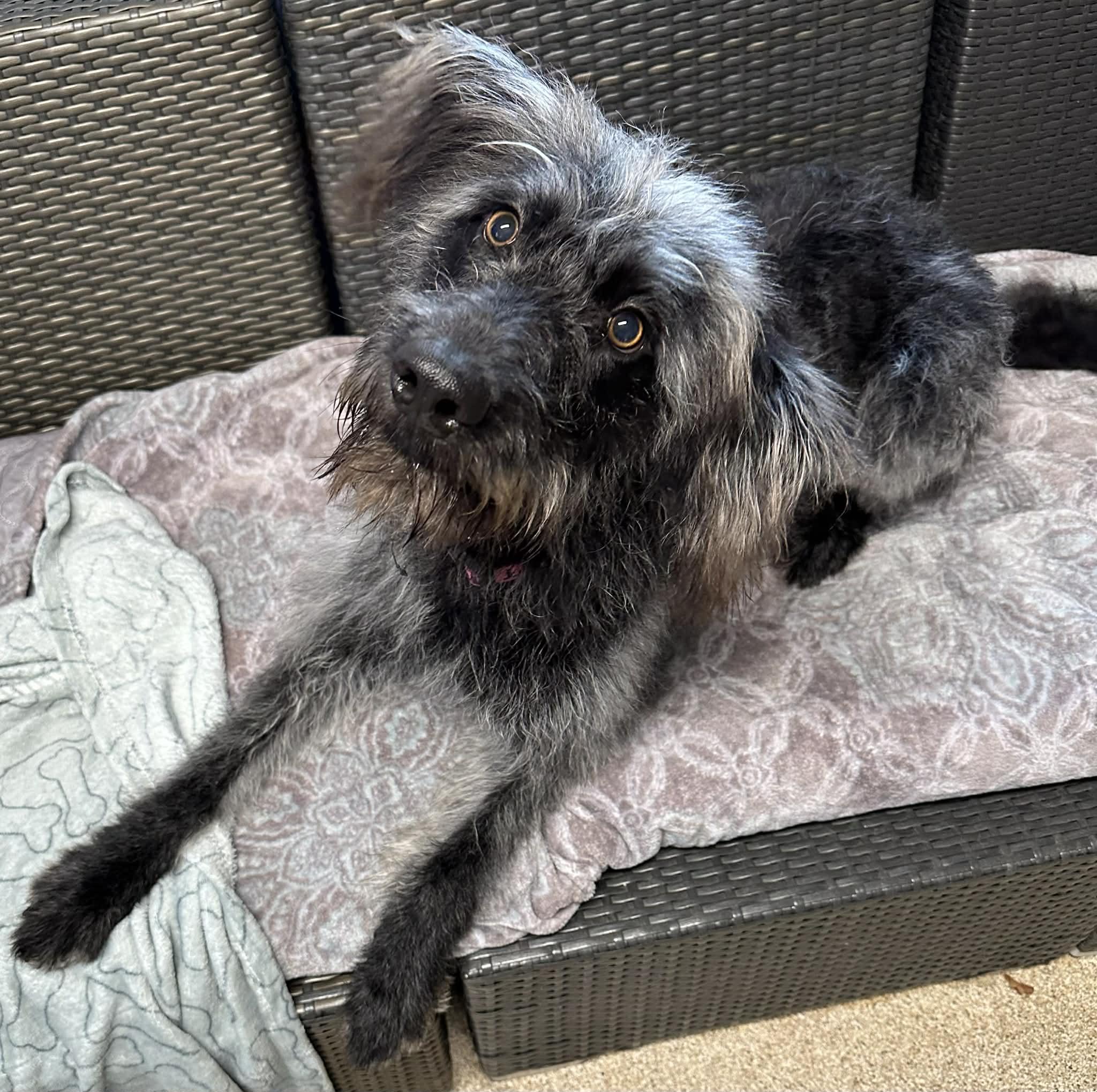 Rosita, a ADOPTABLE Labradoodle in Sunderland, MD image 1/5