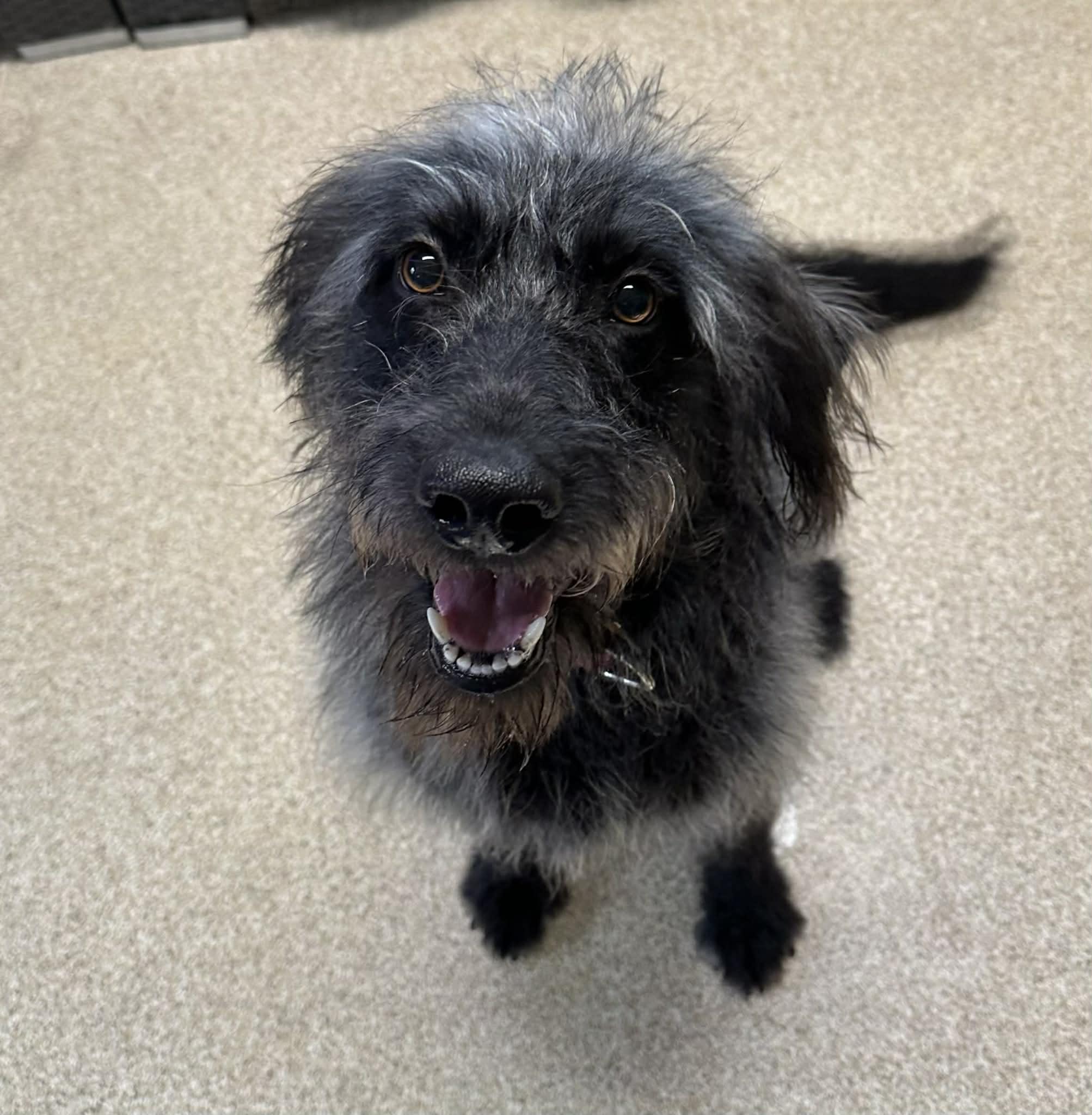 Rosita, a ADOPTABLE Labradoodle in Sunderland, MD image 2/5