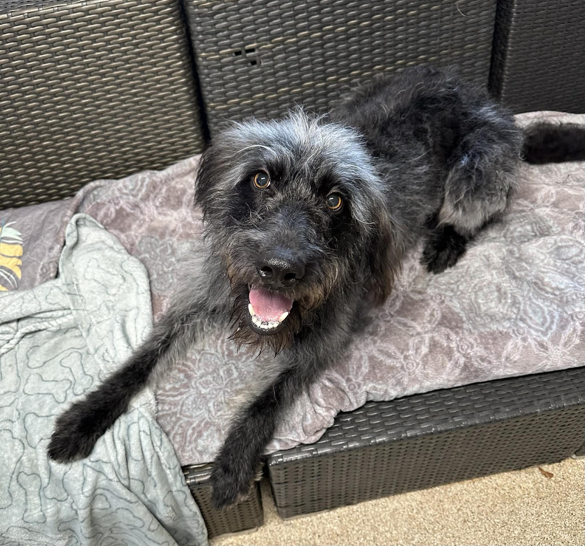 Rosita, a ADOPTABLE Labradoodle in Sunderland, MD image 3/5