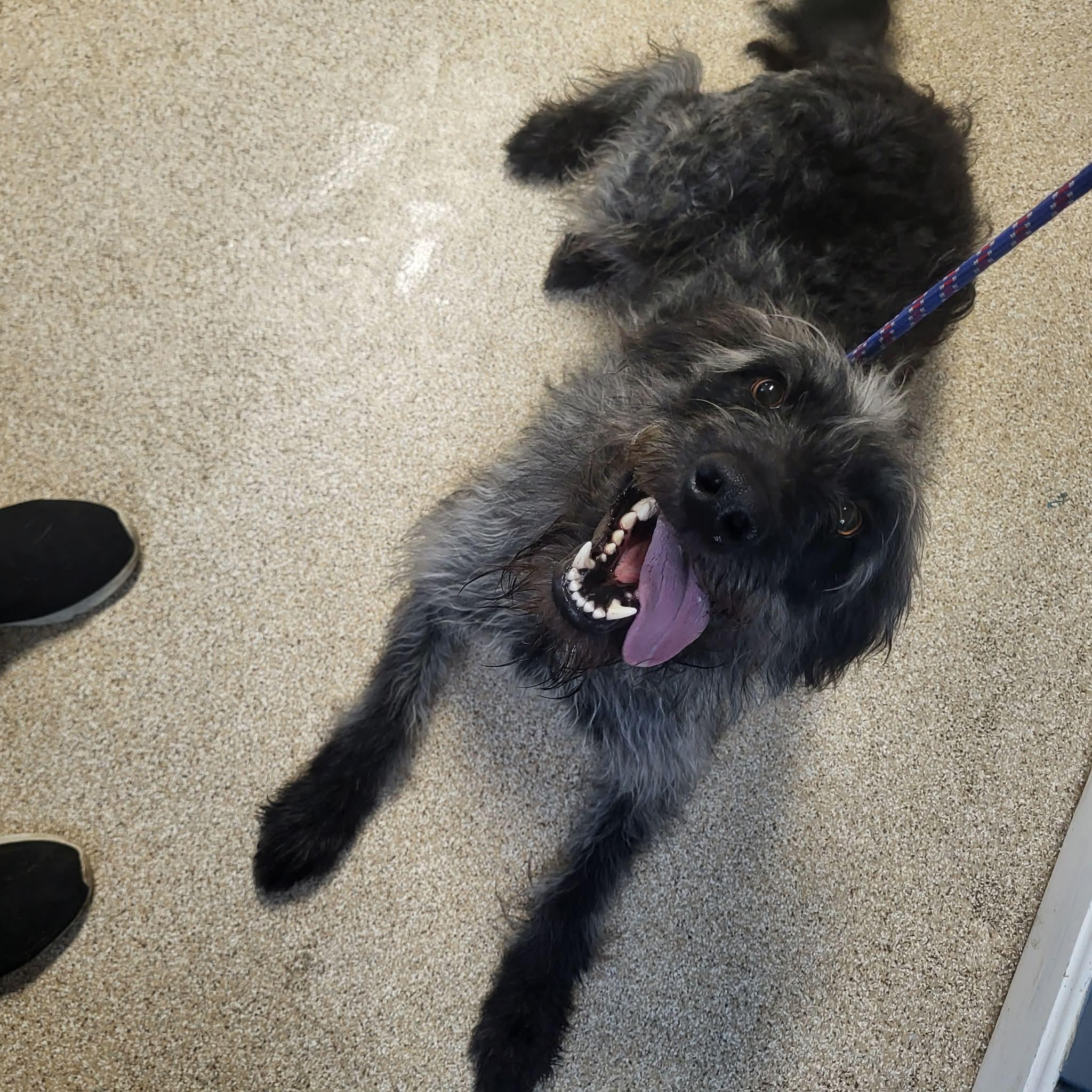 Rosita, a ADOPTABLE Labradoodle in Sunderland, MD image 4/5