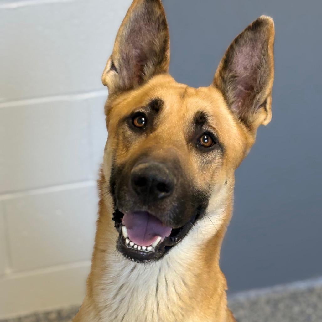 Luigi, Adoptable, Adult Male Shepherd.