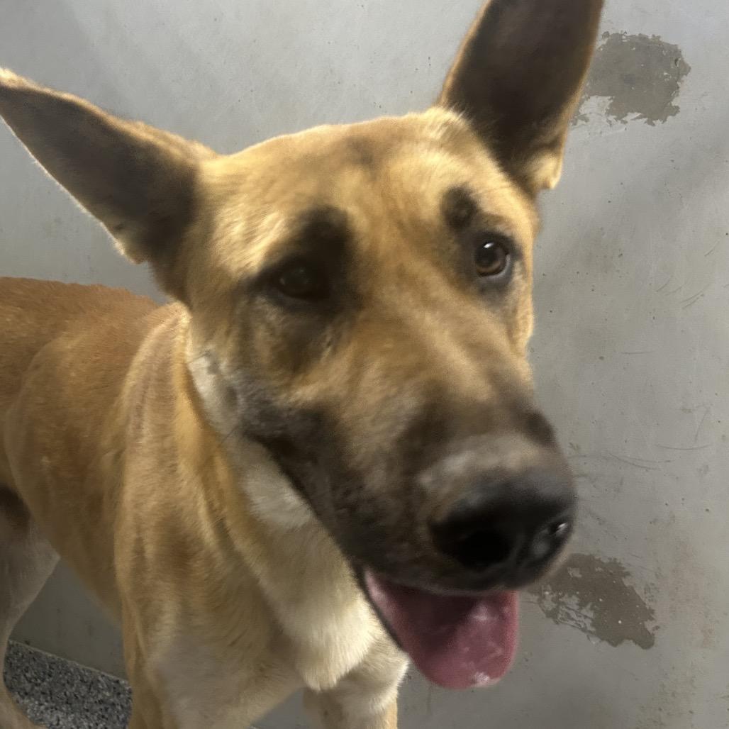 Luigi, Adoptable, Adult Male Shepherd.